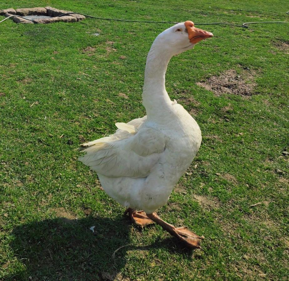 Sudecki Dym Z Kominkiem Kolo Karpacza. Agroturystyka 加诺维采威尔基耶 外观 照片